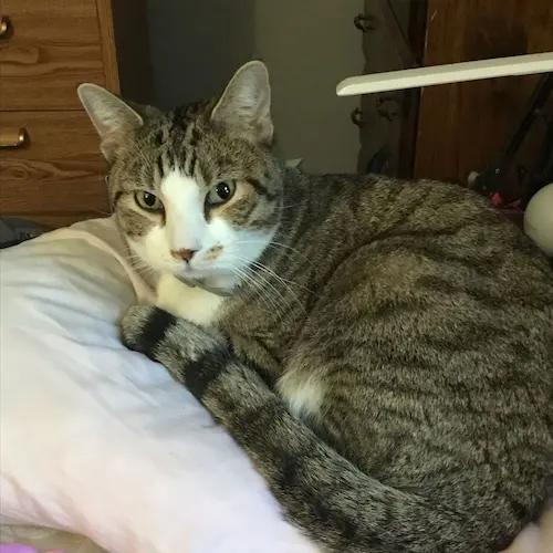 AnvilKilo's profile image