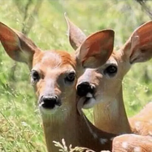 EgoDeer's profile image