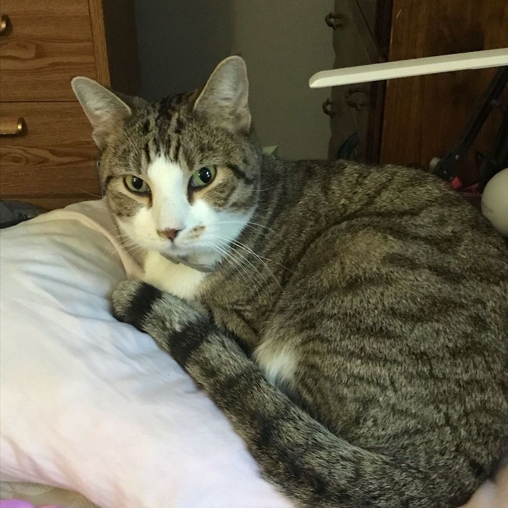 AnvilKilo's profile picture