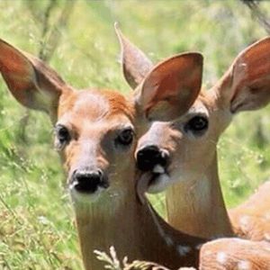 EgoDeer's profile picture